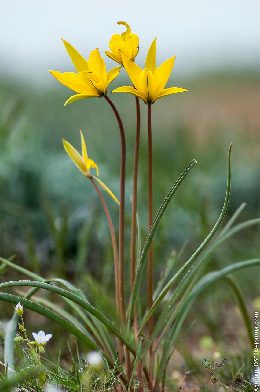 Тюльпаны Шренка и Биберштейна