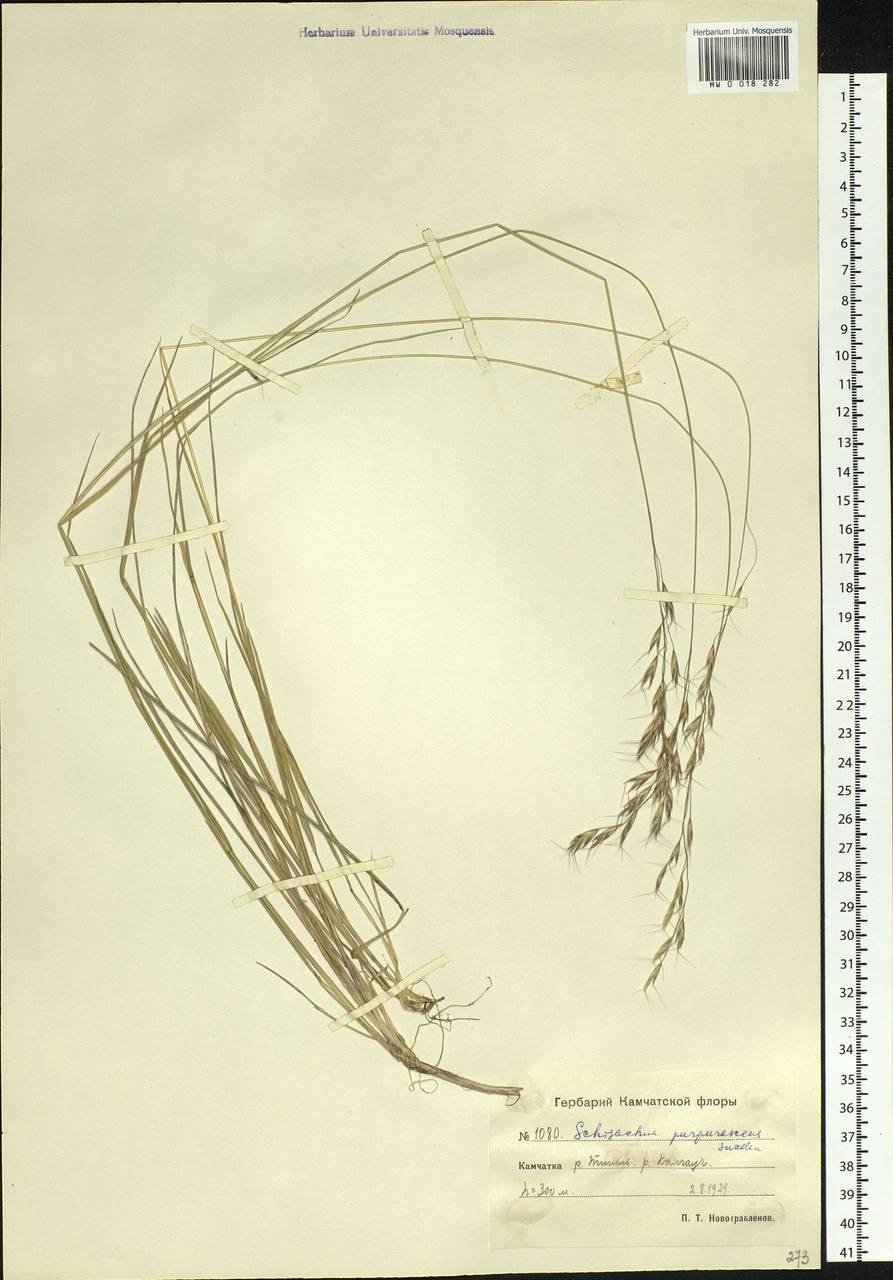 Ковыль волосатик (Тырса)