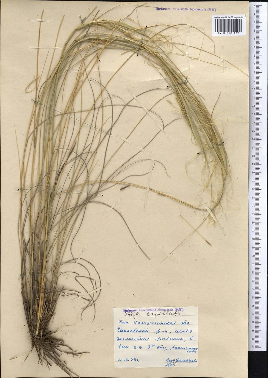 Овсовидка трава