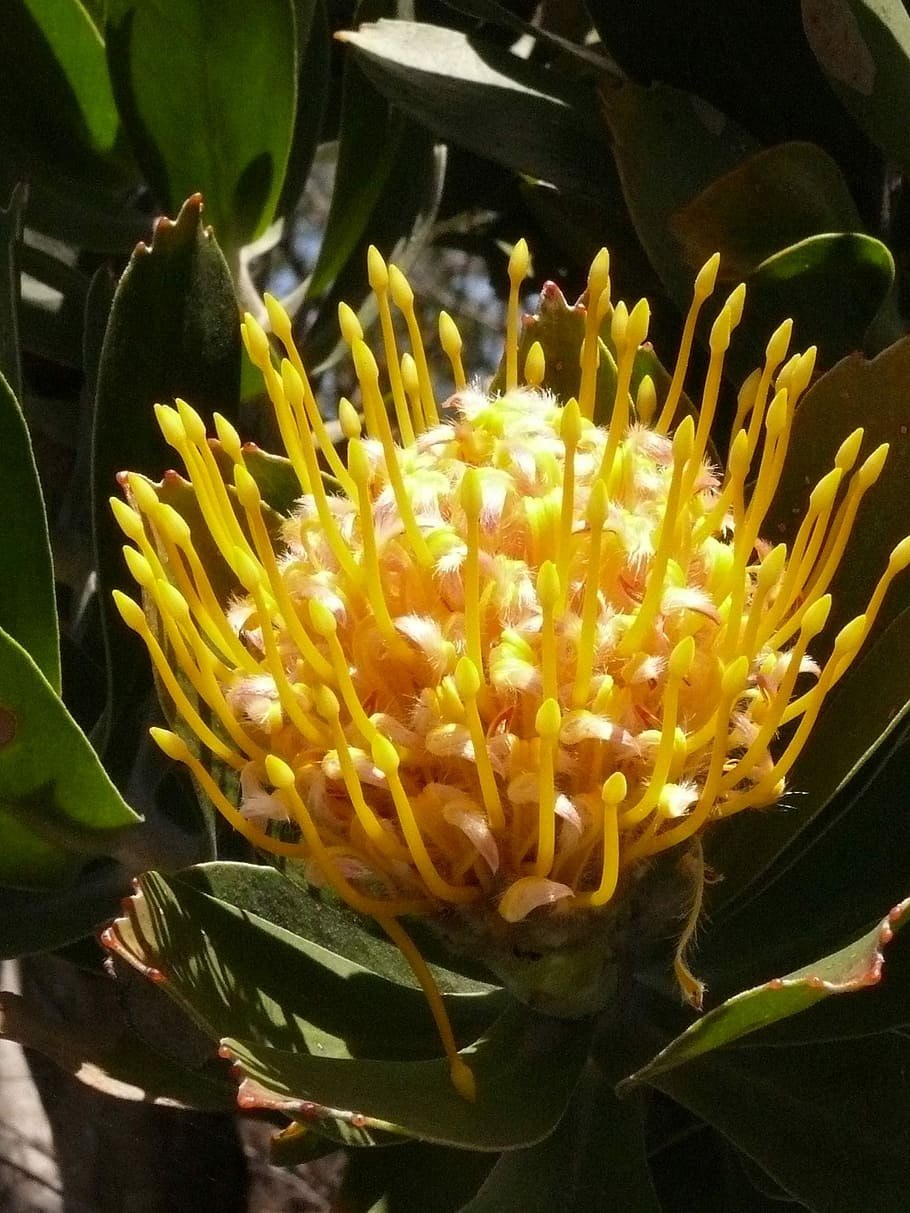 Банксия (Banksia)