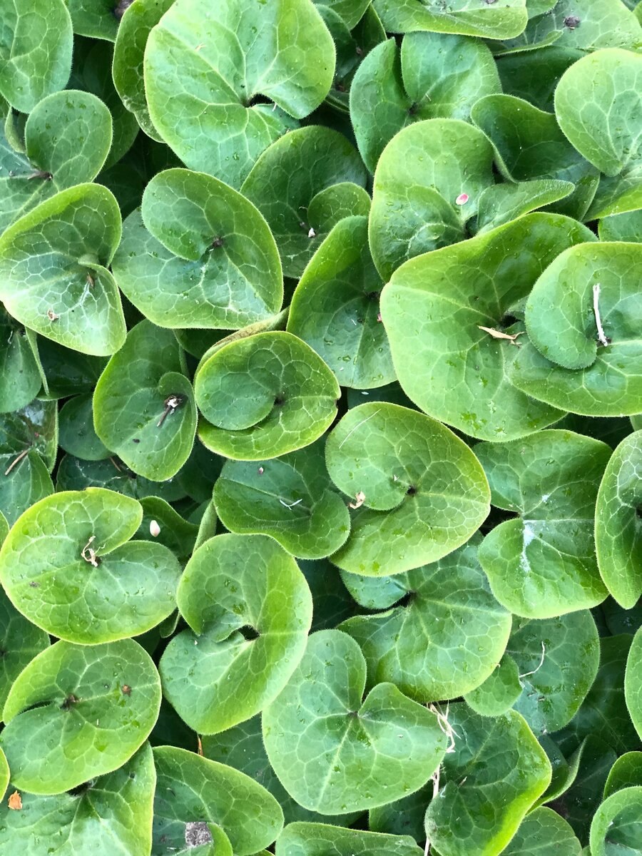 Копытень европейский