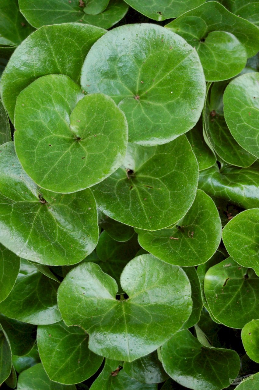 Копытень ползучий