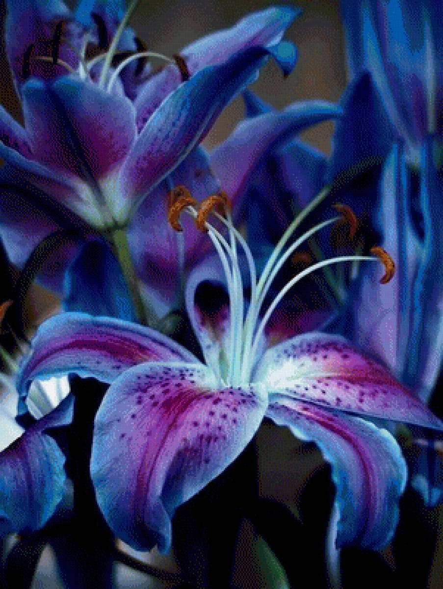 Лилия Клеопатра