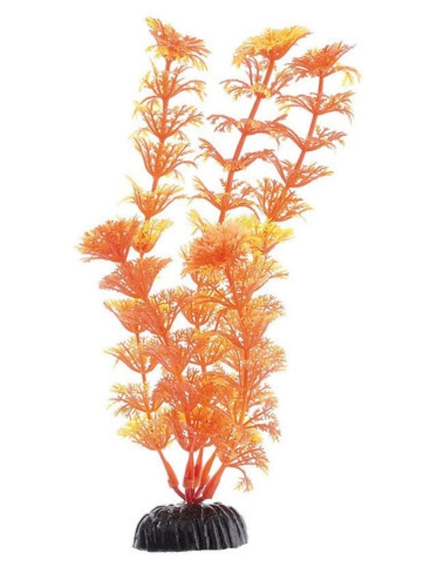 Кабомба надводные листья