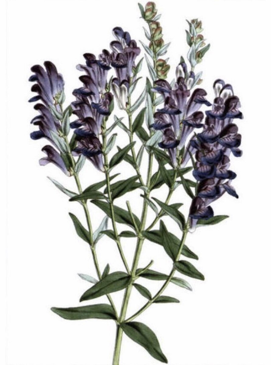Scutellaria integrifolia