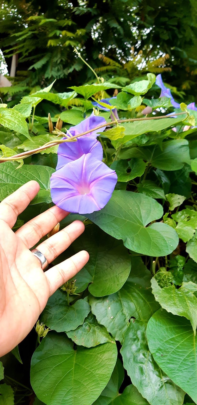 Ипомея Нил Блю