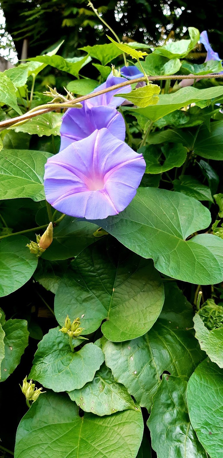 Ипомея коробочки