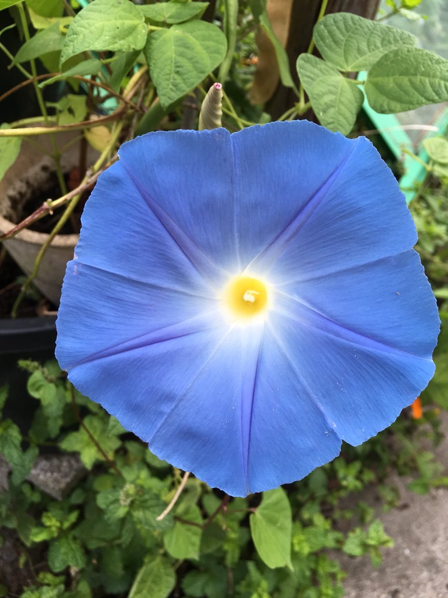 Ипомея водяная