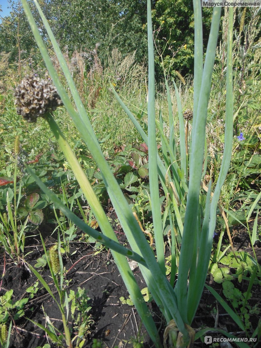 Лук дикий Дальневосточный