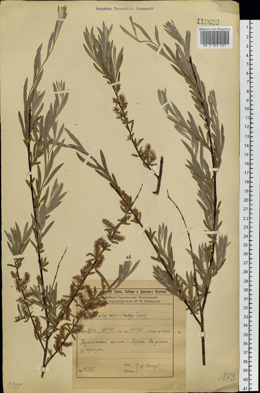 Ива ломкая Salix fragilis