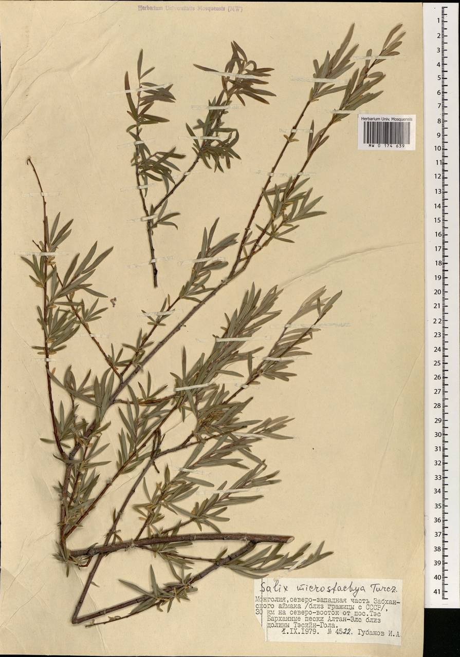 Ива росистая Пендула