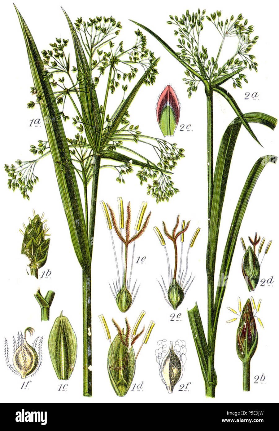 Растения семейства лимнохарисовые