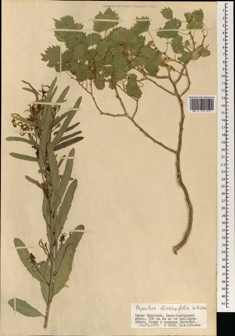 Osmanthus burkwoodii