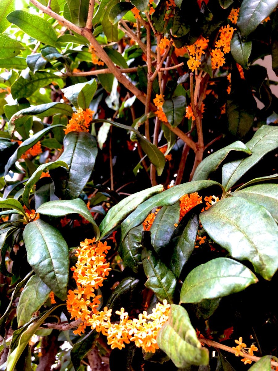 Брахихитон разнолистный