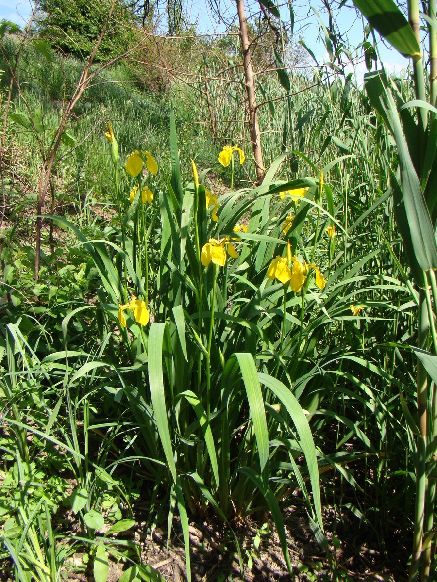 Tulipa Australis