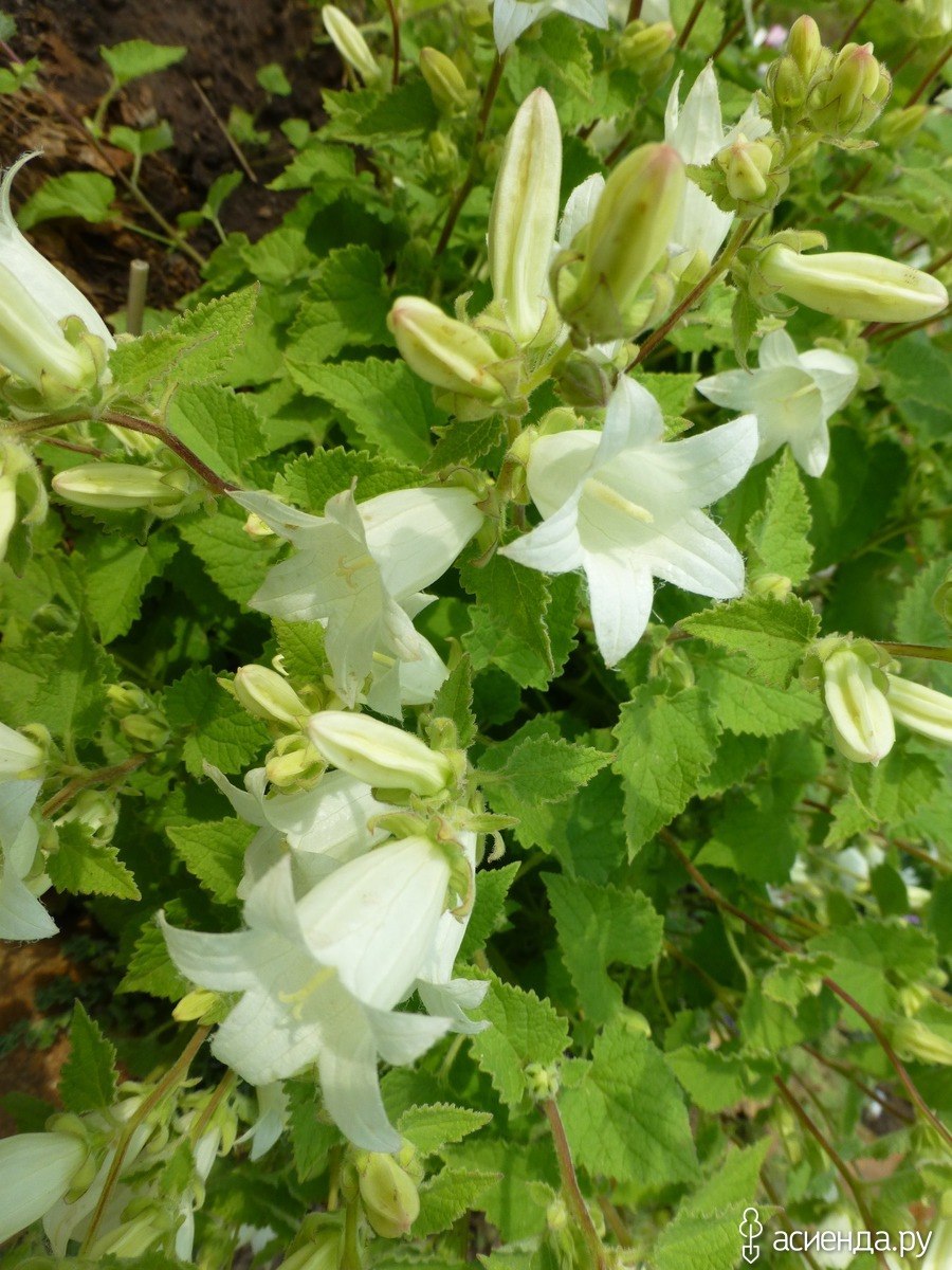 Campanula alliariifolia