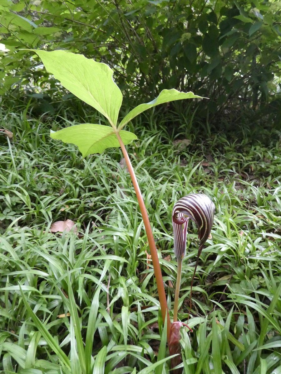 Аризема драконовая