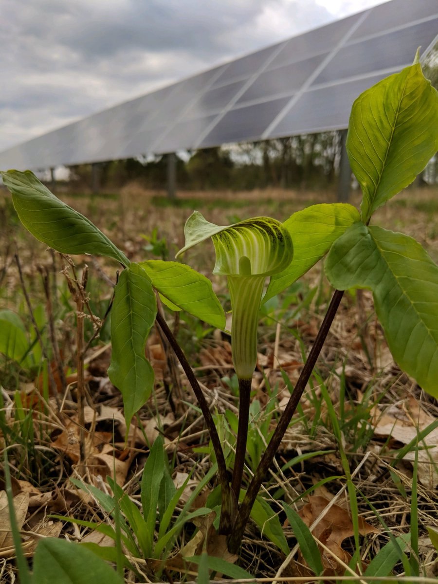 Аризема Хунаньская