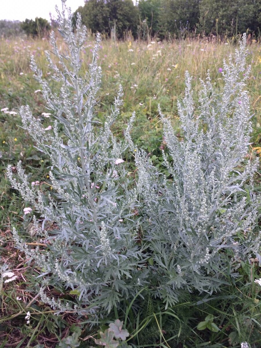 Полынь Сиверса