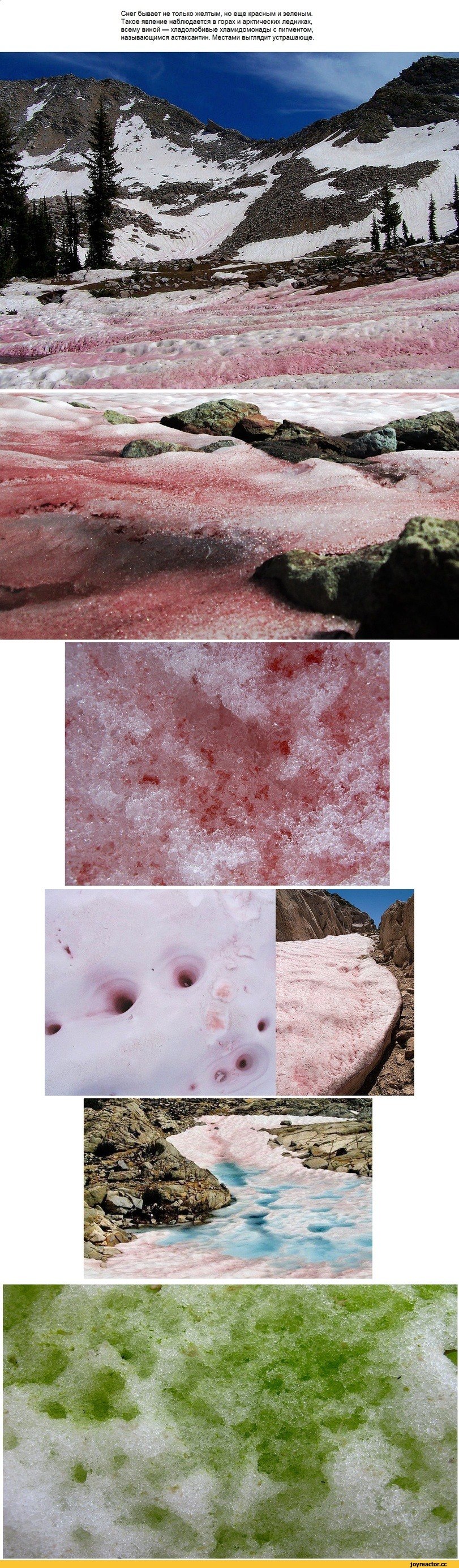 Chlamydomonas nivalis