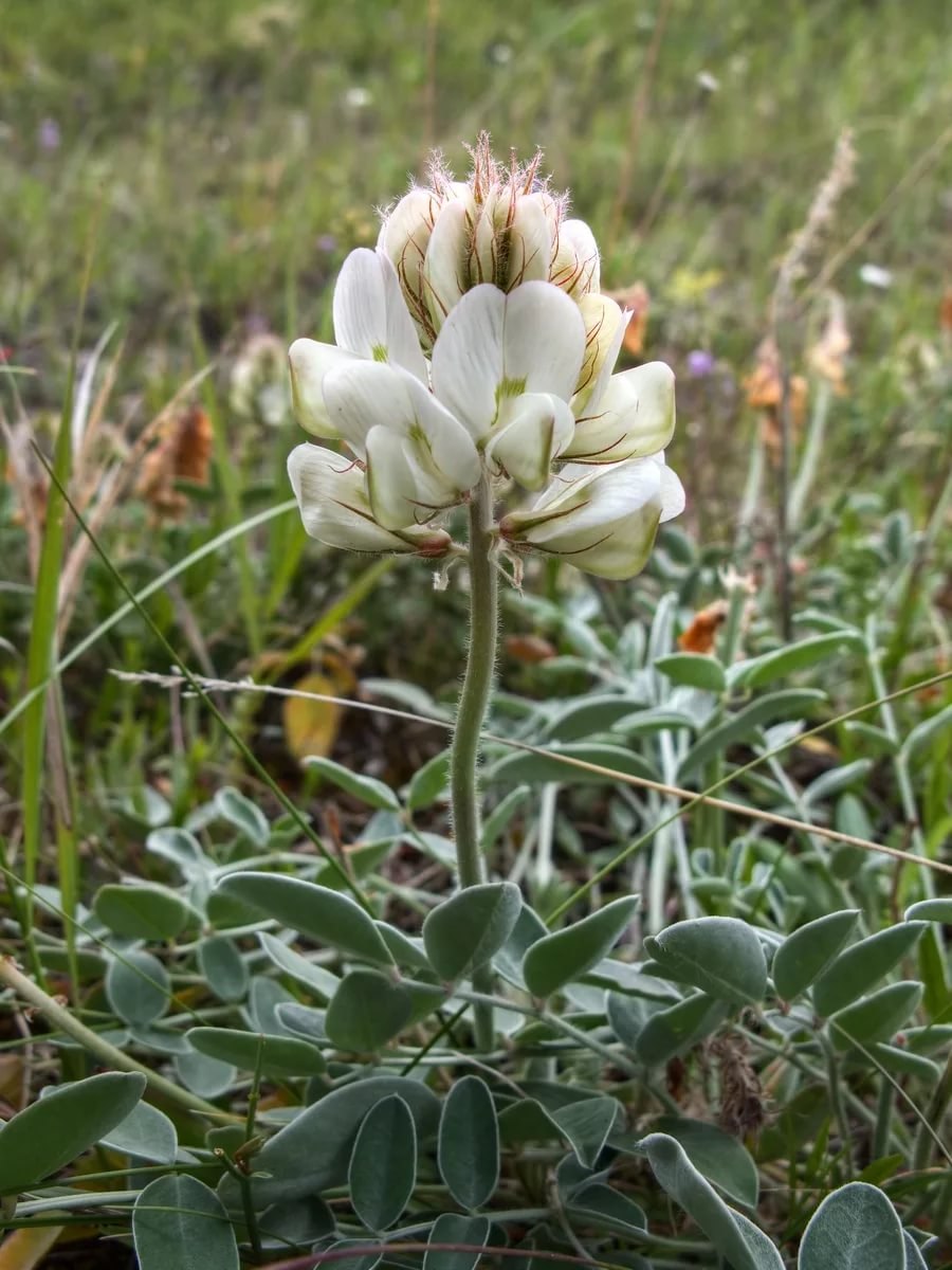 Копеечник красный