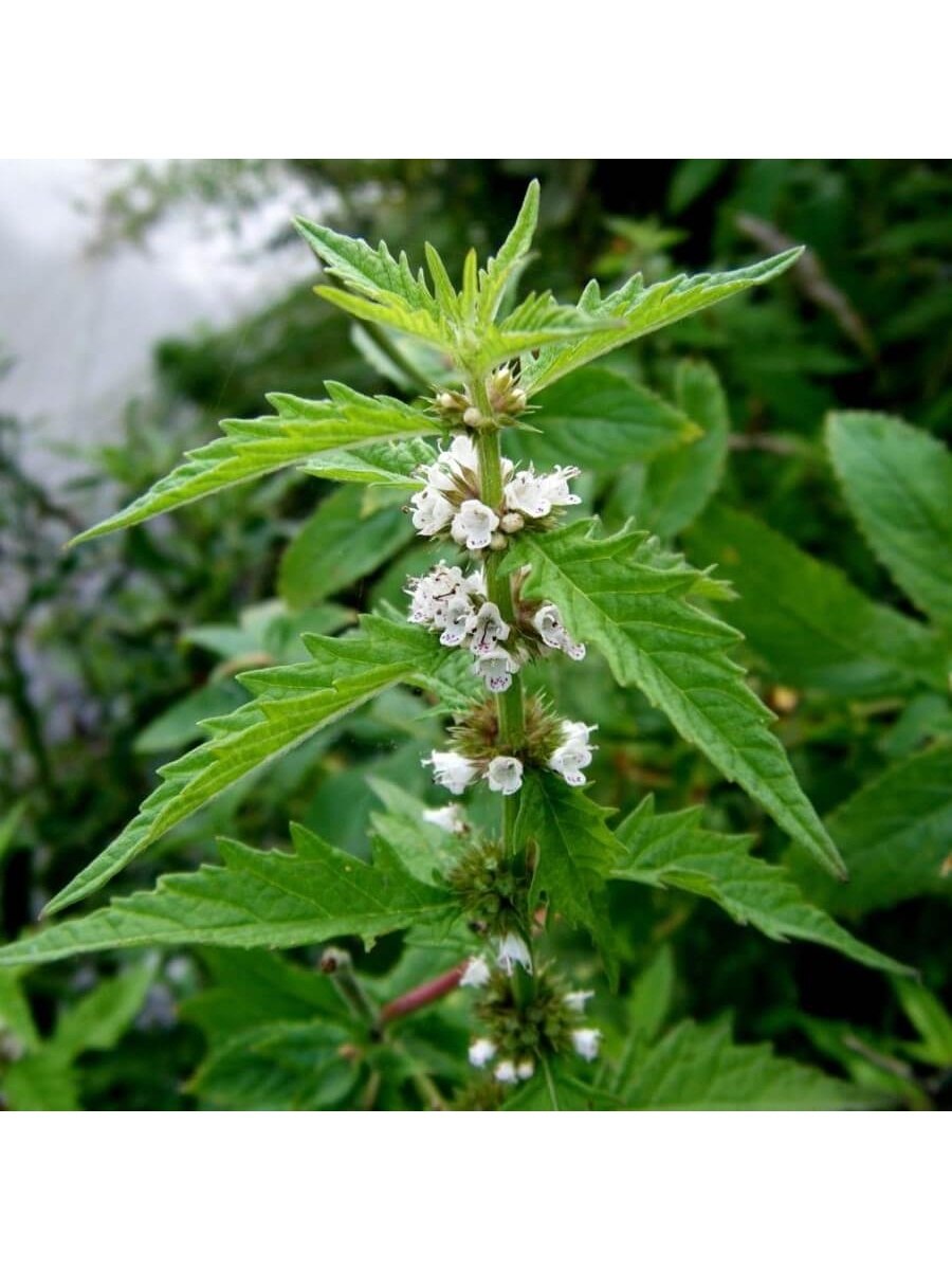 Зюзник трава