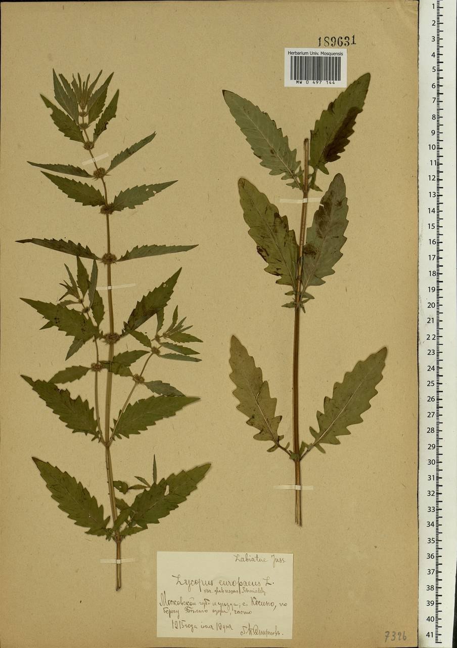 Зюзник виргинский