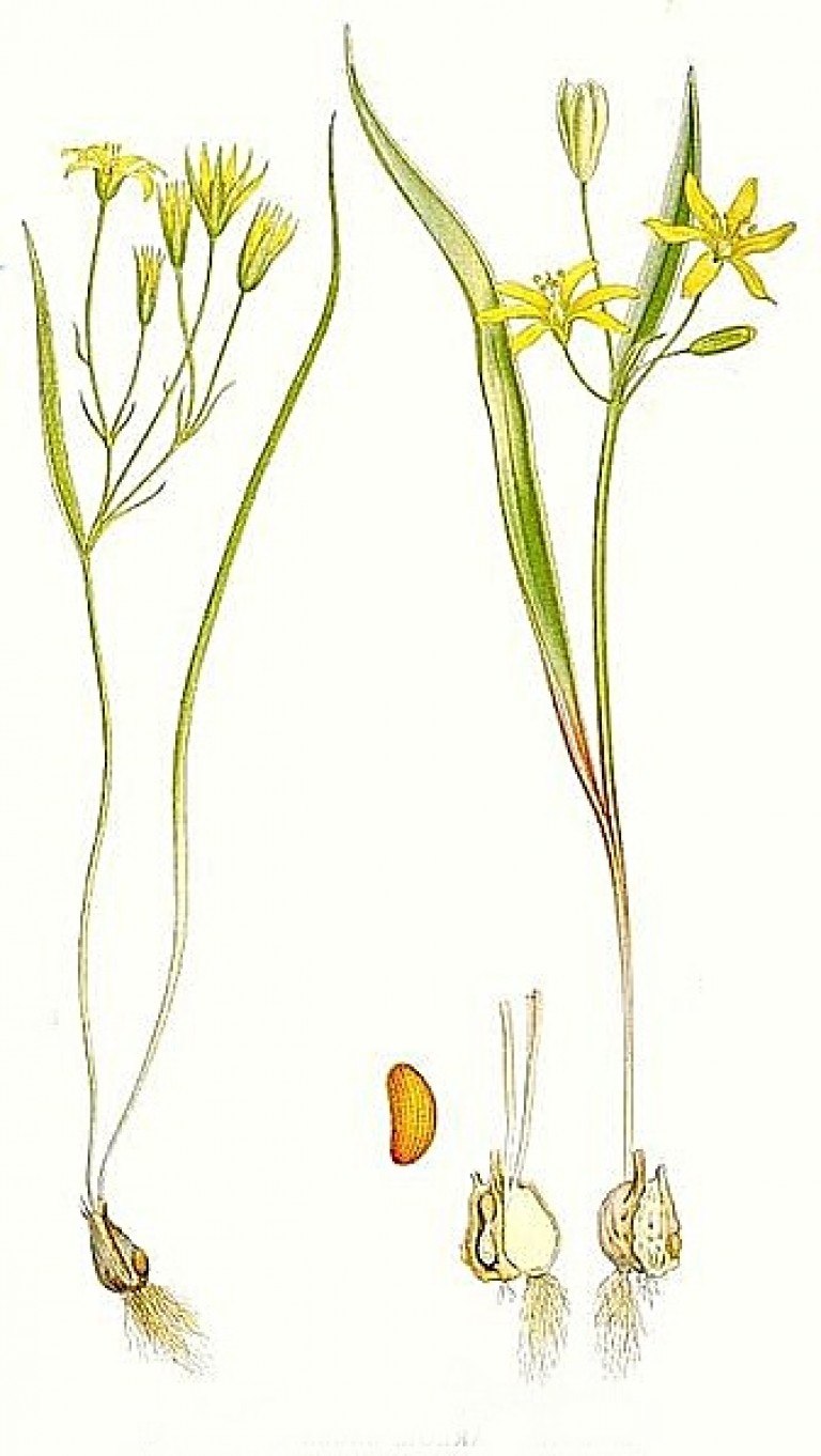 Гусинолук длиннострелковый