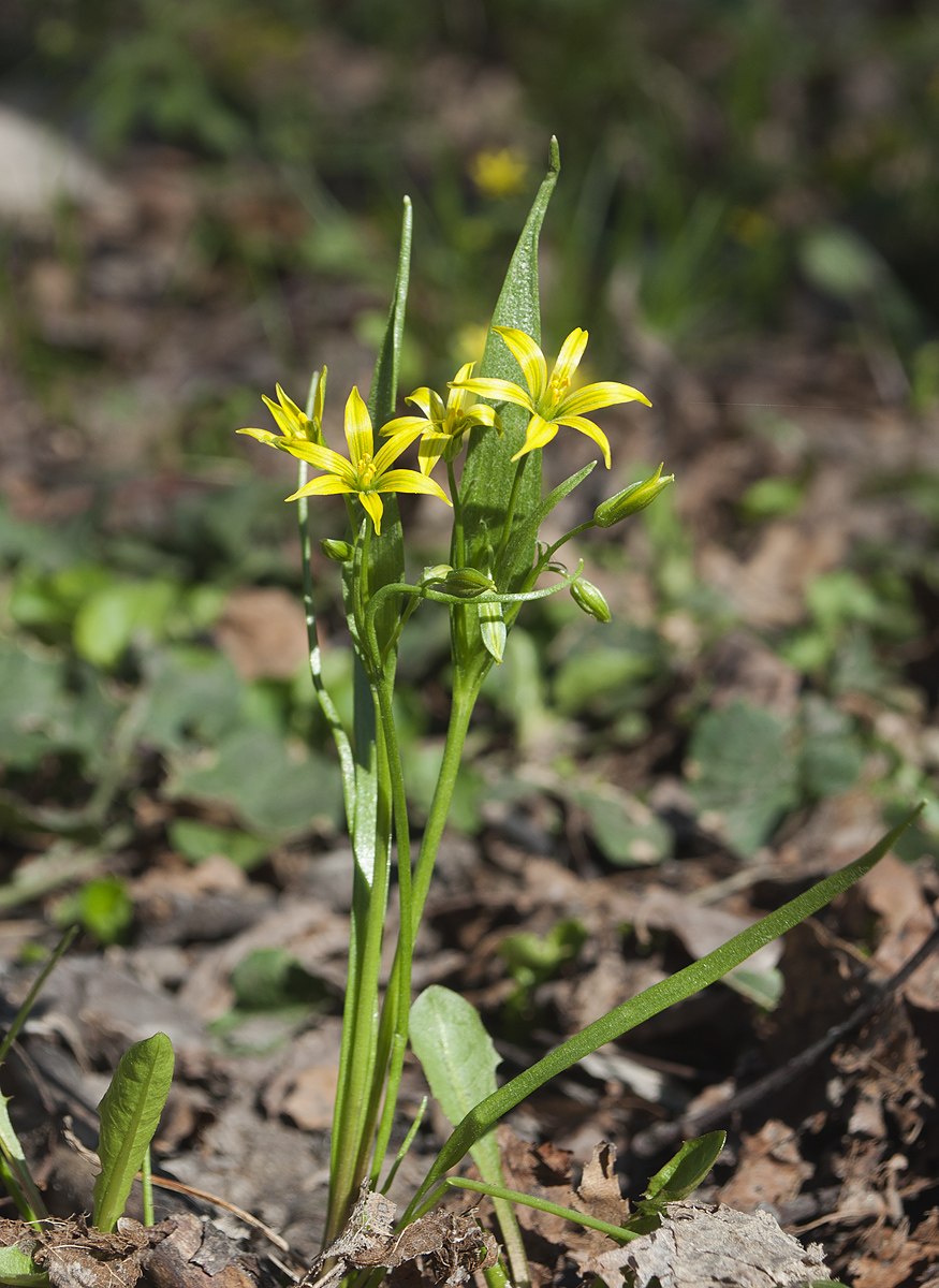 Гусинолук малоцветковый