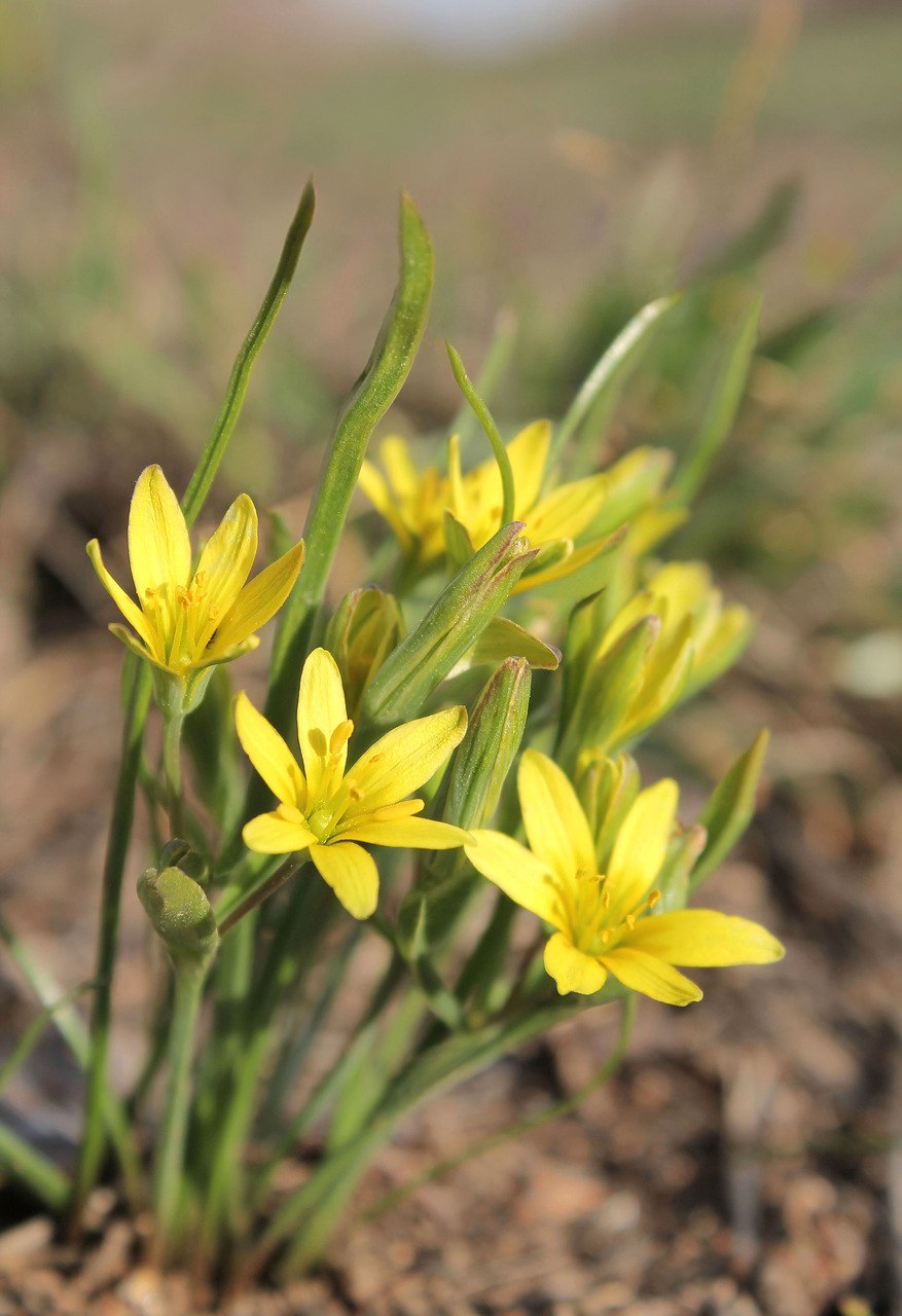 Первоцвет гусиный лук