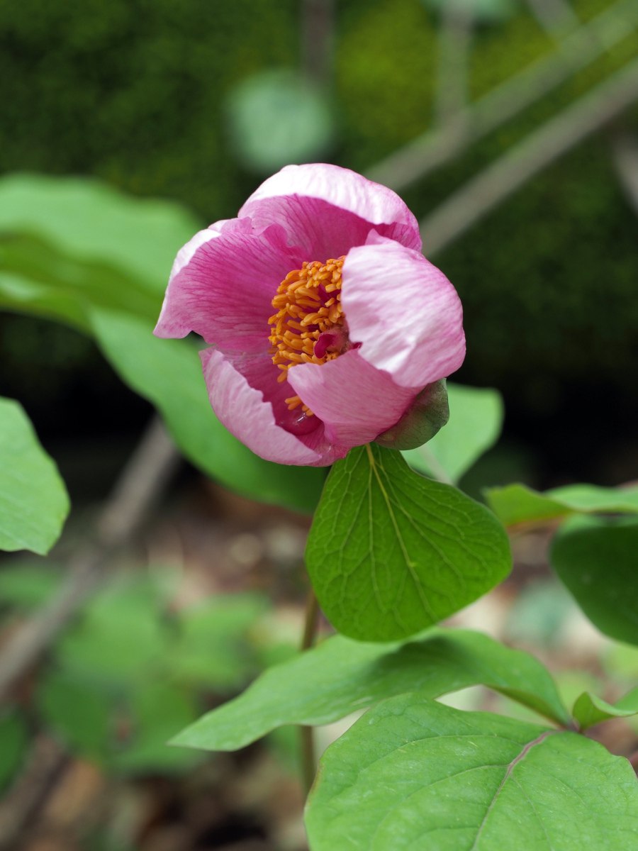 Пион кавказский