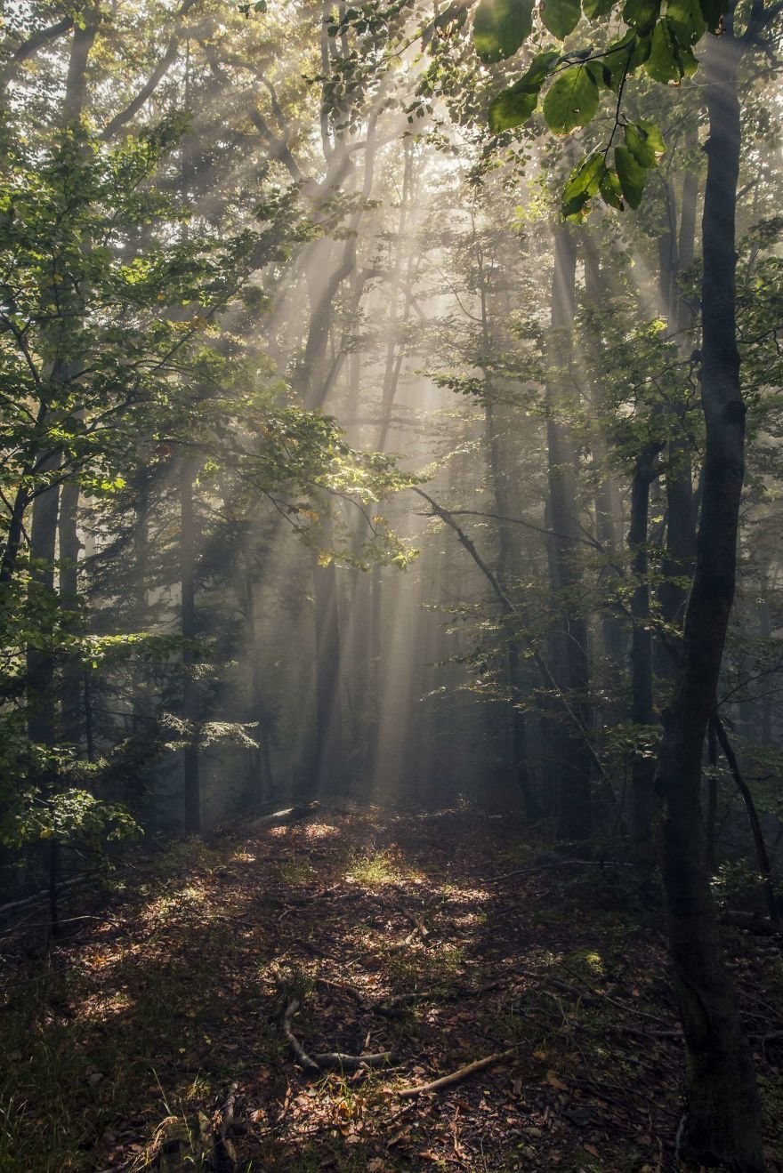 Лесные многолетники Колесников