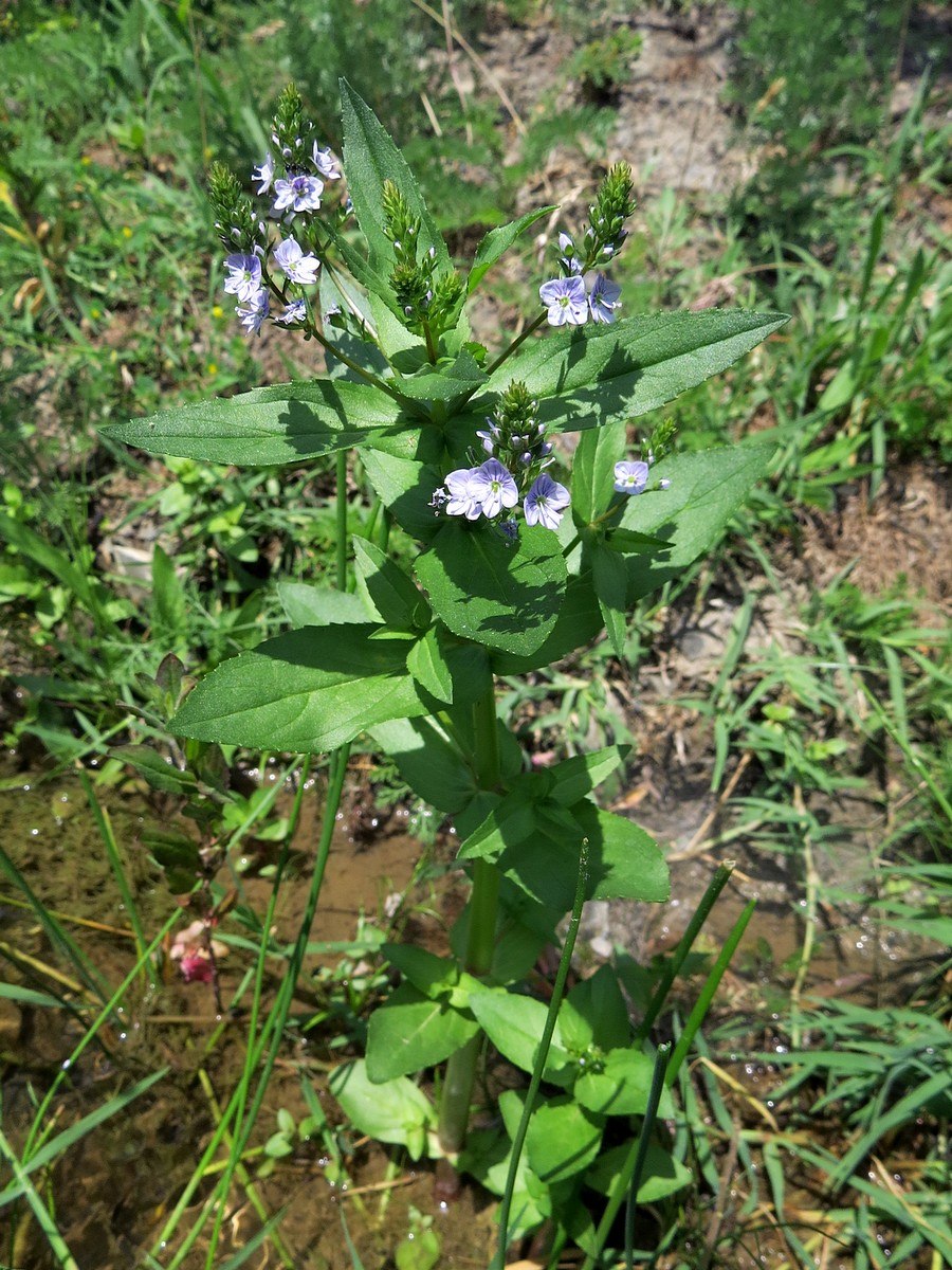 Veronica Anagallis-Aquatica