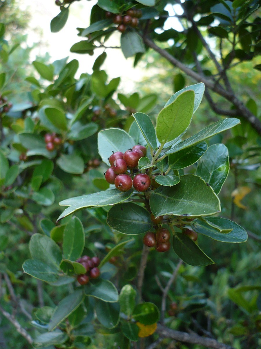 Филлирея узколистная