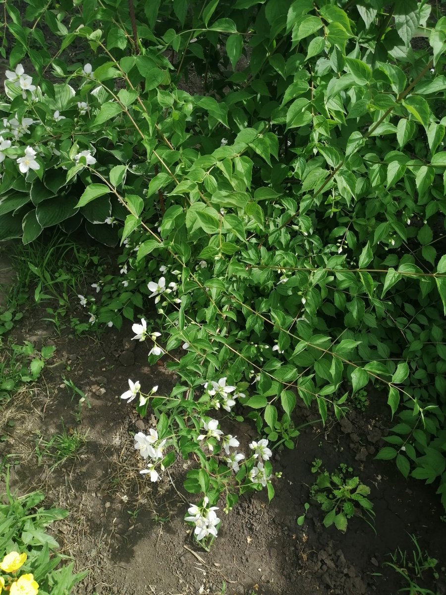 Мелколистный (Buxus microphylla) самшит