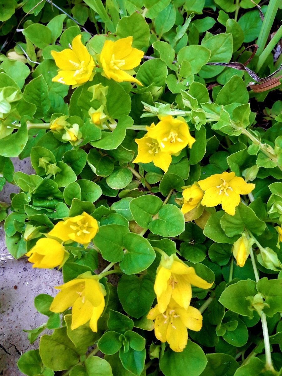 Лжеводосбор мелколистный