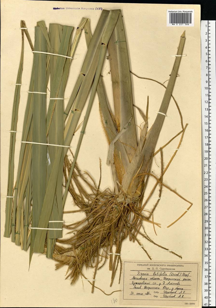 Рис цицания цицания водная дикий