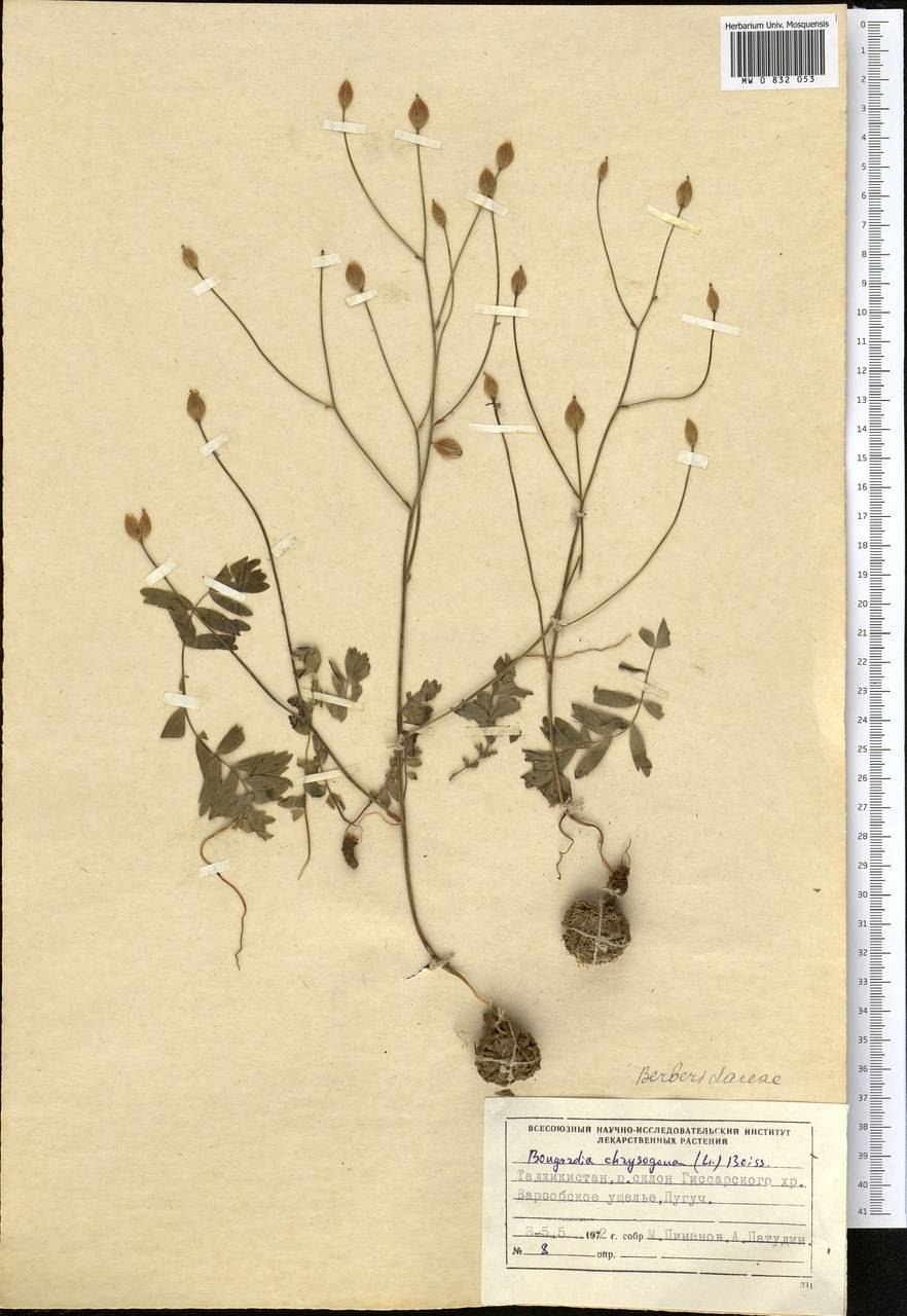 Бонгардия (Bongardia)