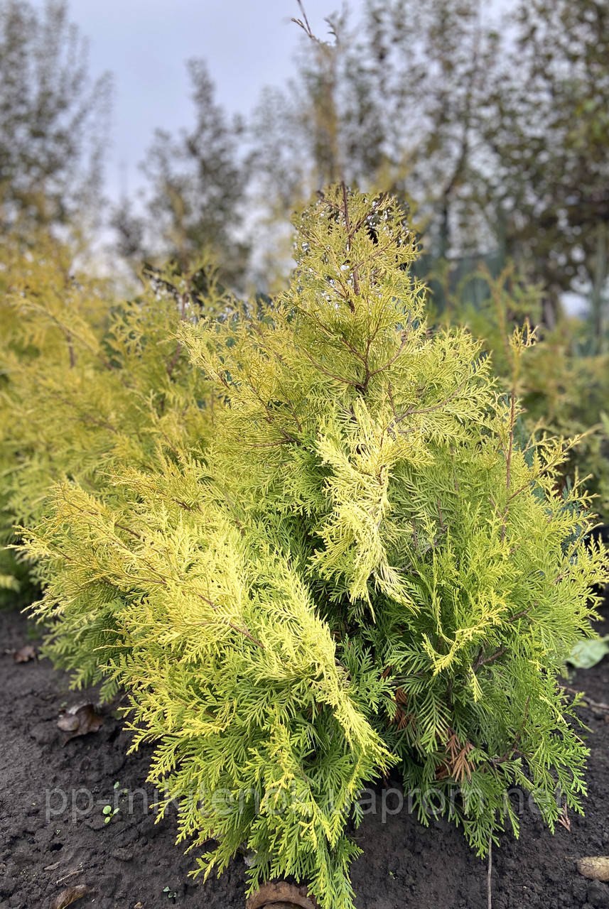 Белозерка бабочка рапс