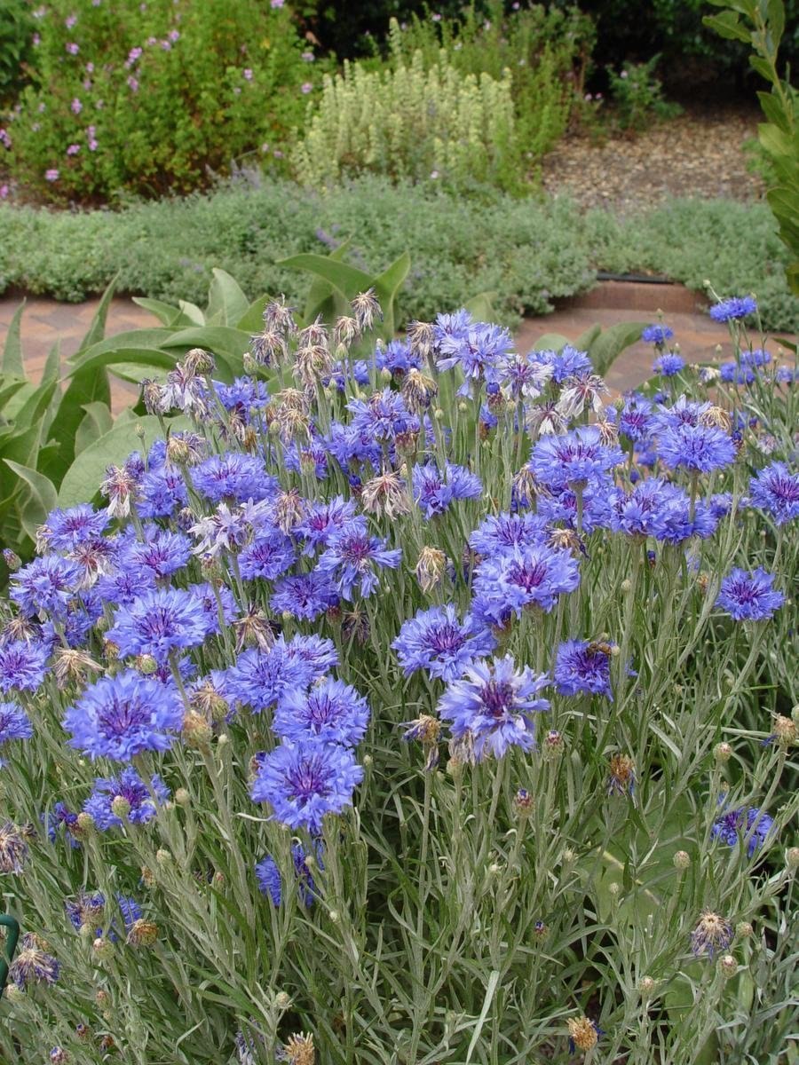 Василёк боровой