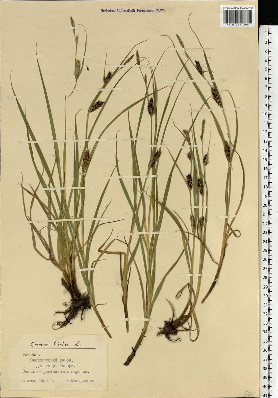 Осока шнурокорневая