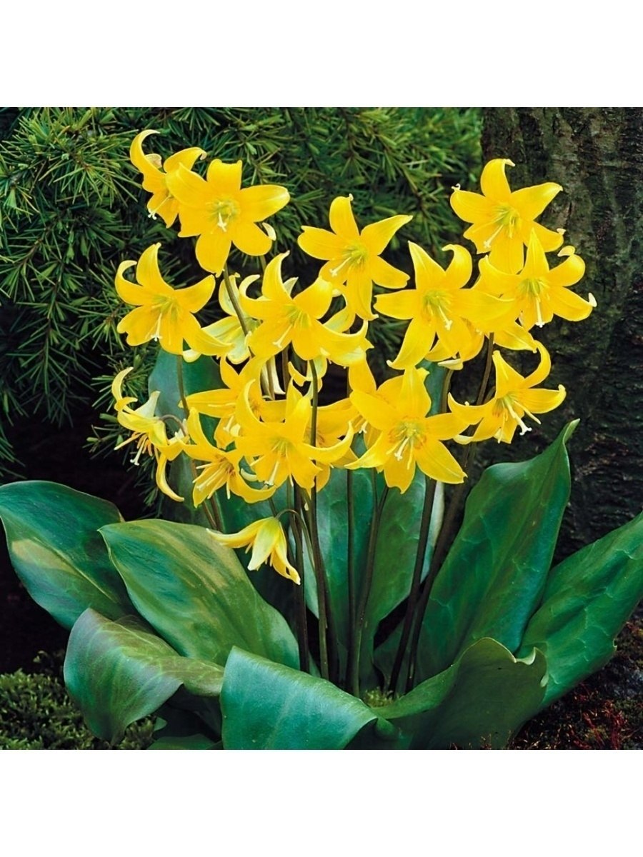 Эритрониум Кандык