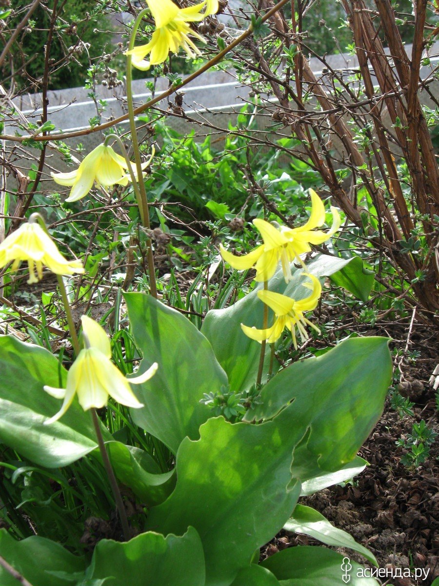 Кандык Европейский