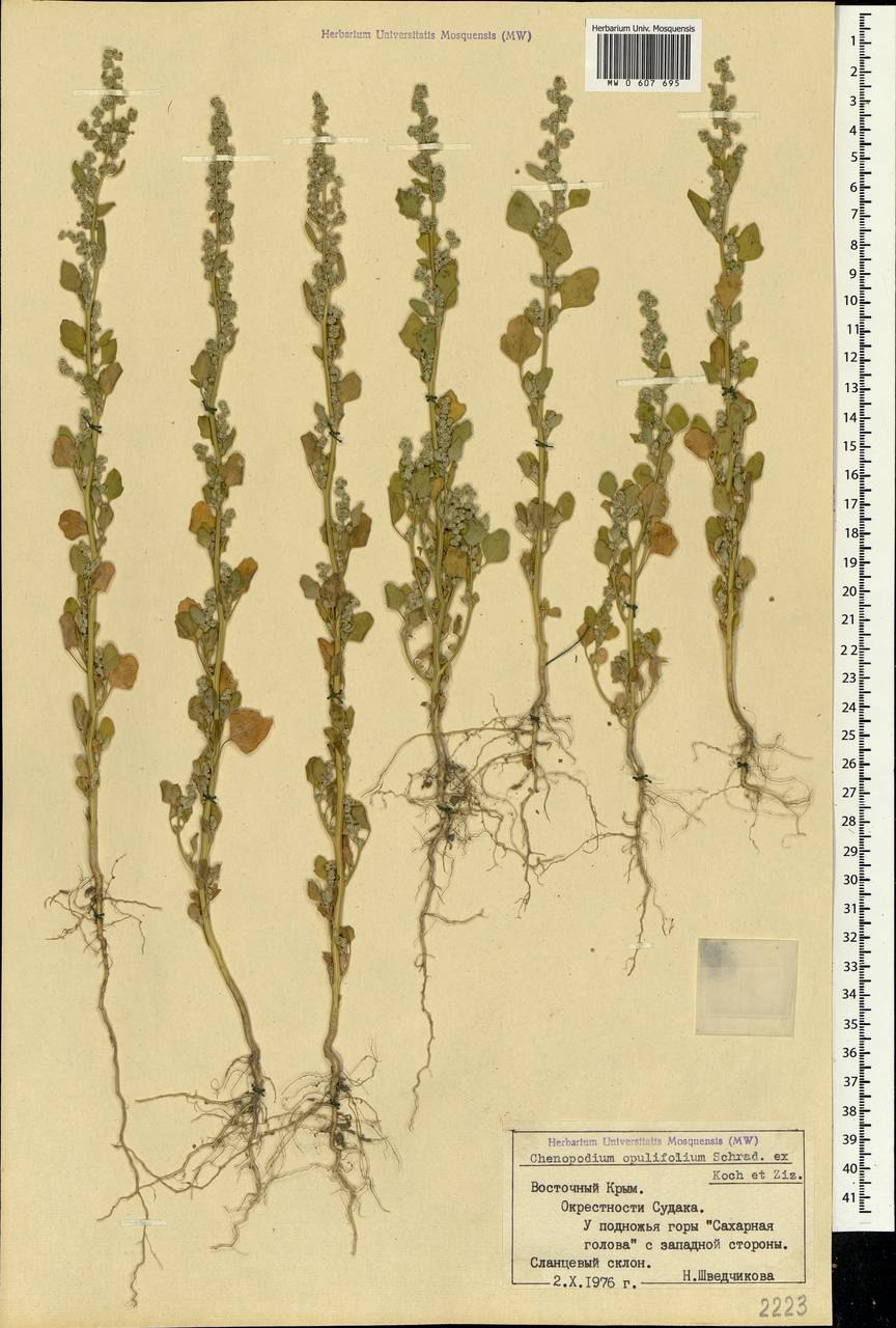 Пузыреплодник калинолистный