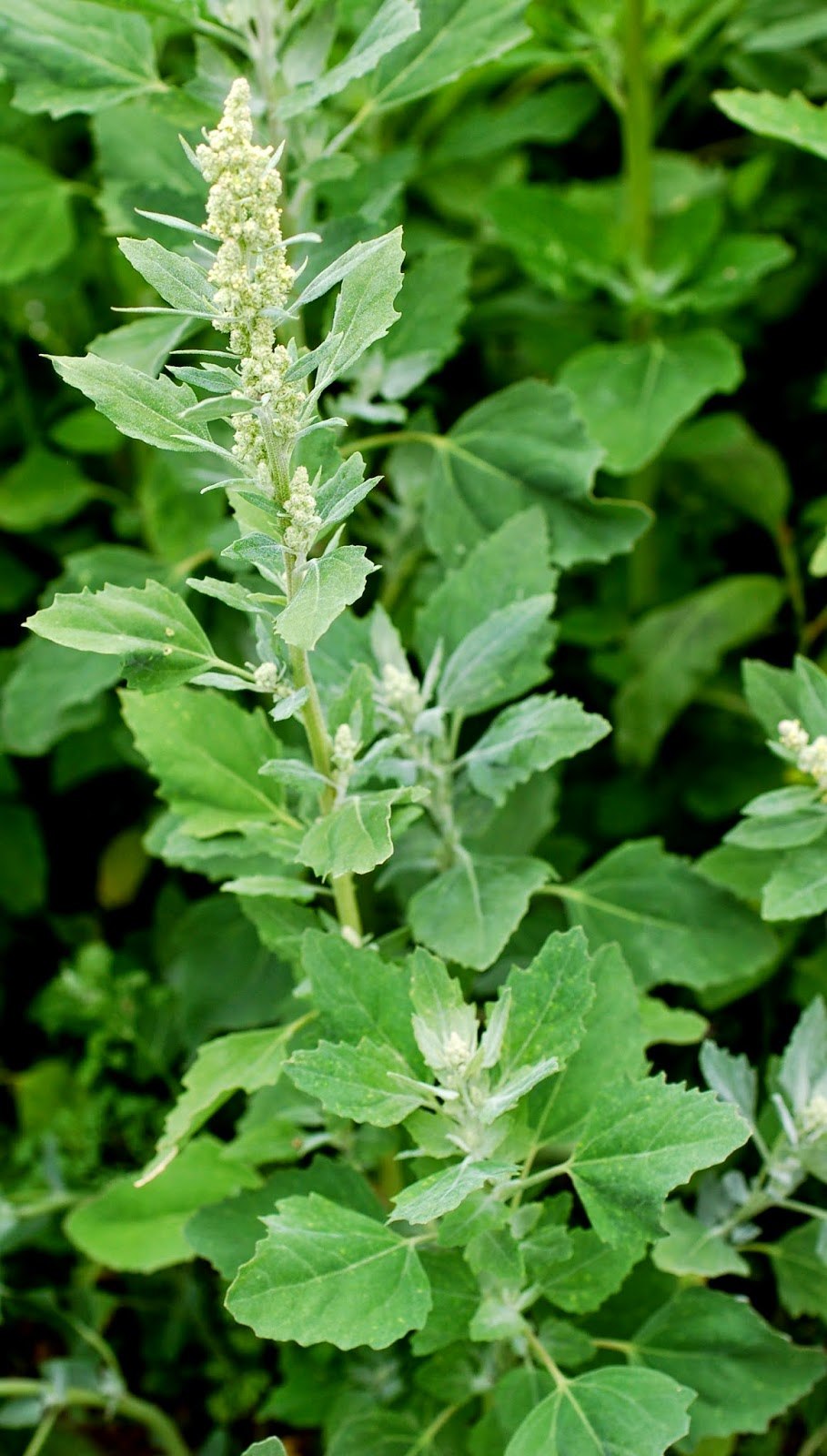 Пузыреплодник калинолистный Живая изгородь