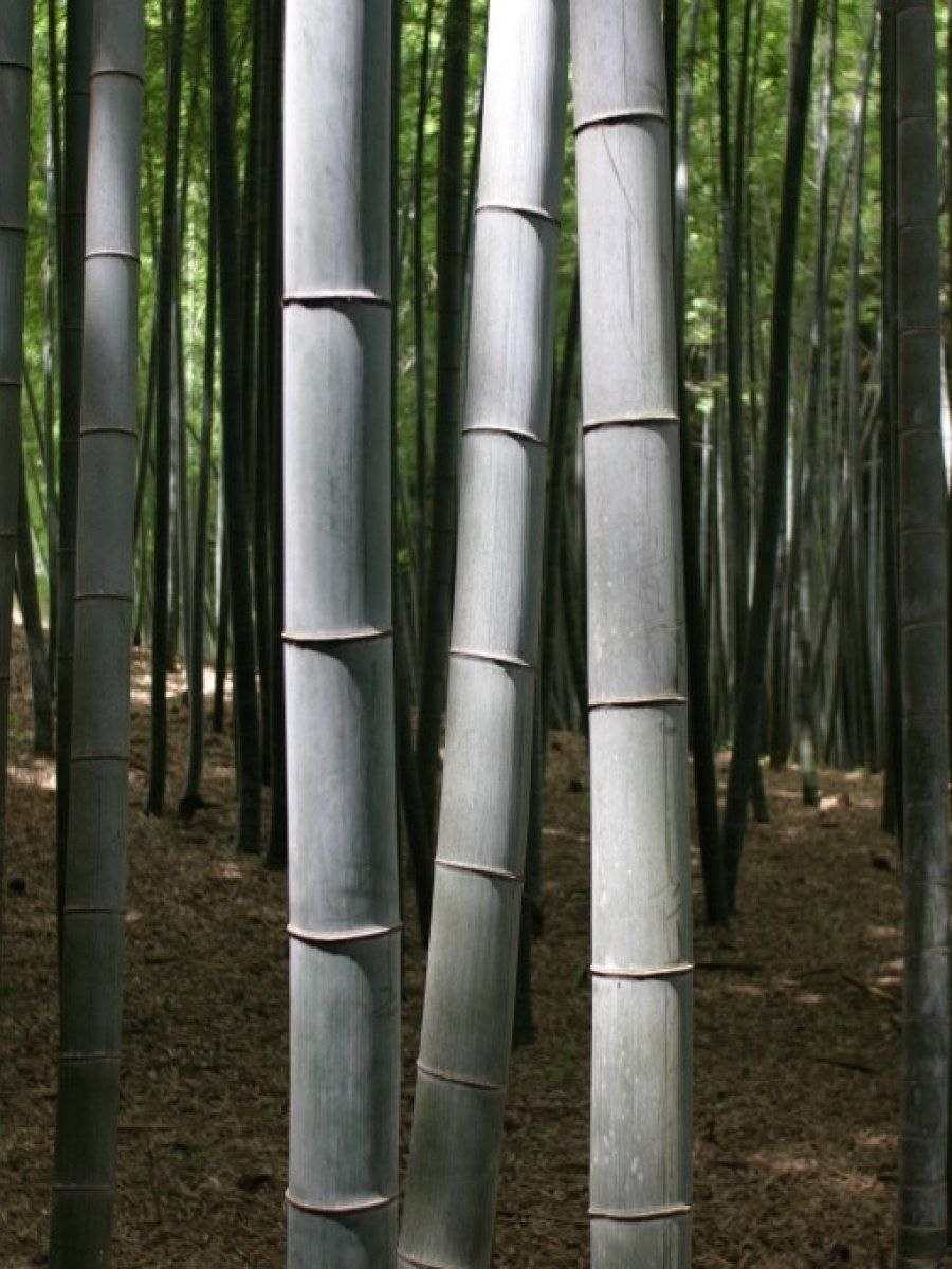 Бамбук Геншин