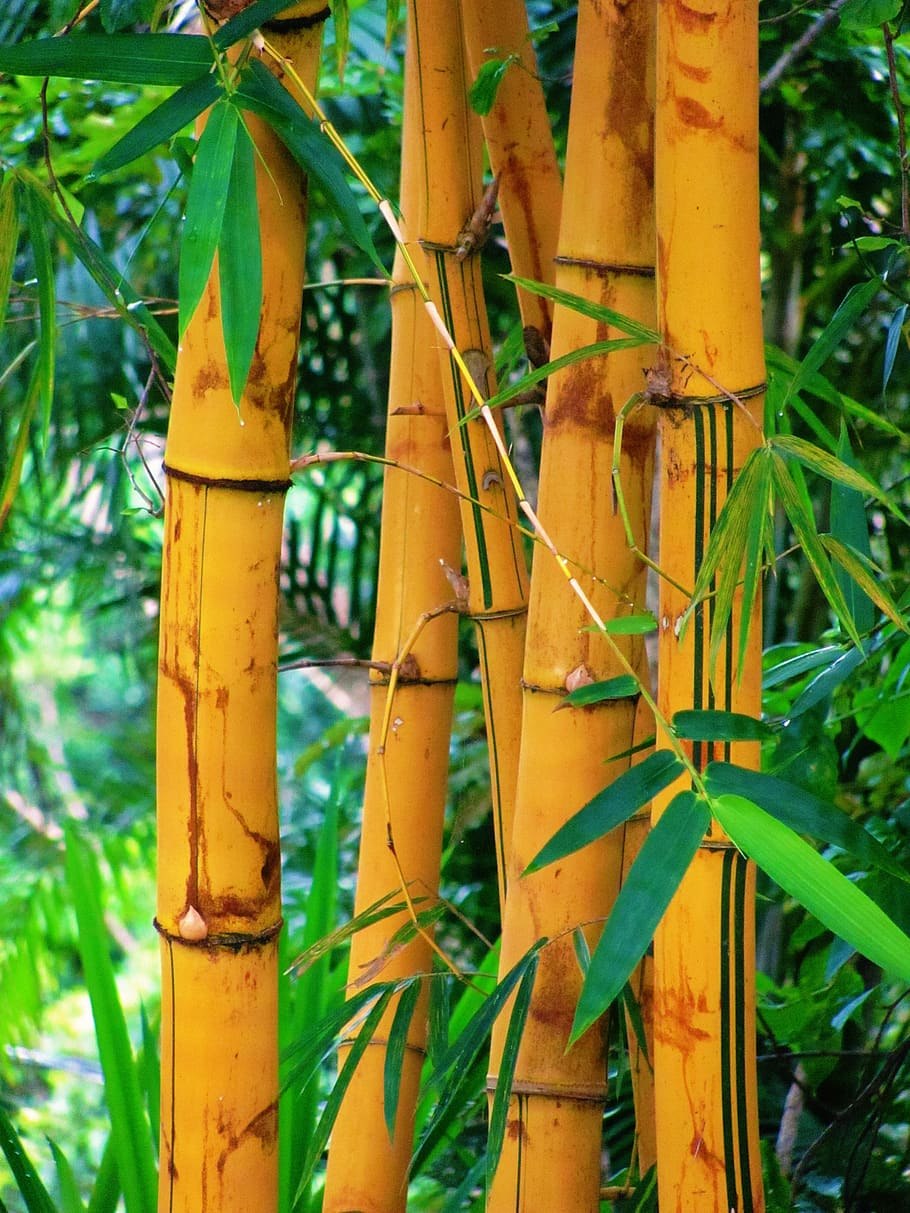 Бамбук в субтропиках