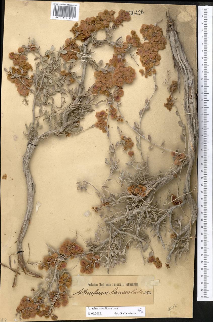 Pyrus pyrifolia дерево