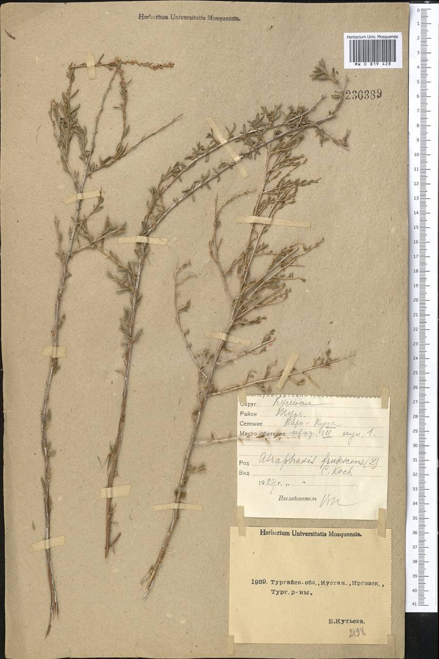 Атрафаксис серый (Atraphaxis canescens Bunge).