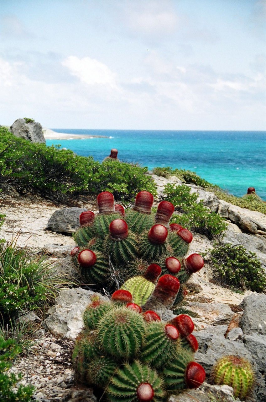 Птерокактус